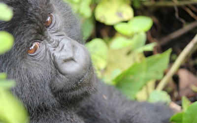 Gorilla’s in the Rwanda