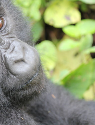 Gorilla’s in the Rwanda